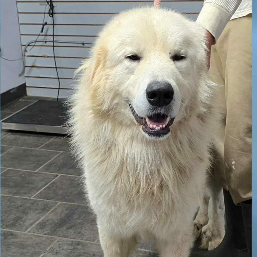 Enlarge Goliath, a Adoptable Great Pyrenees in Southington, OH image 2/2