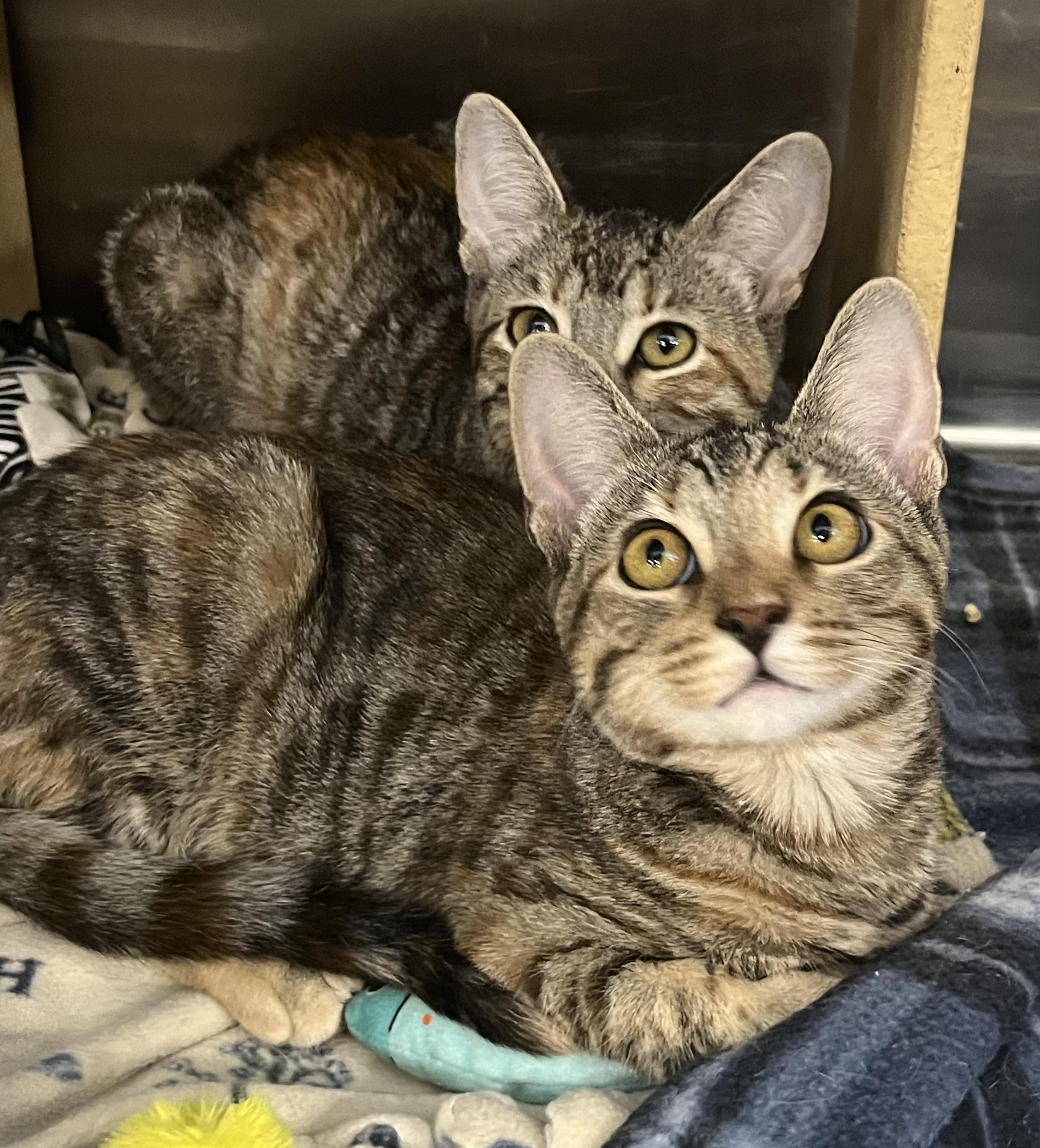 Enlarge Maple and Willow, an adopted mixed breed in Federal Way, WA image 2/6