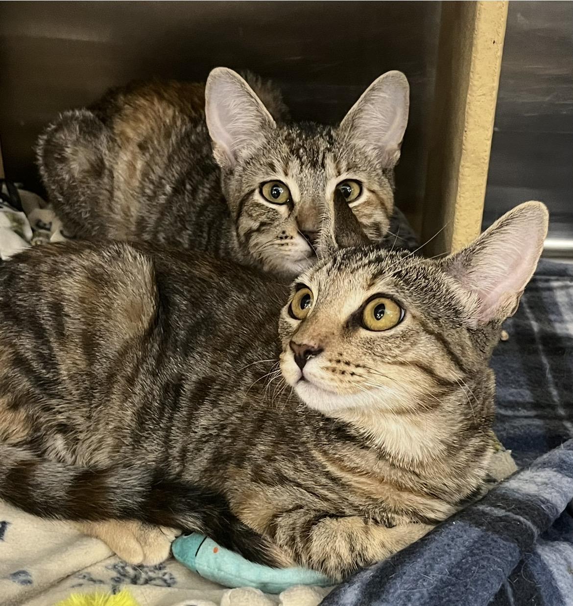 Maple and Willow, adopted, Kitten Female Domestic Short Hair & Torbie.