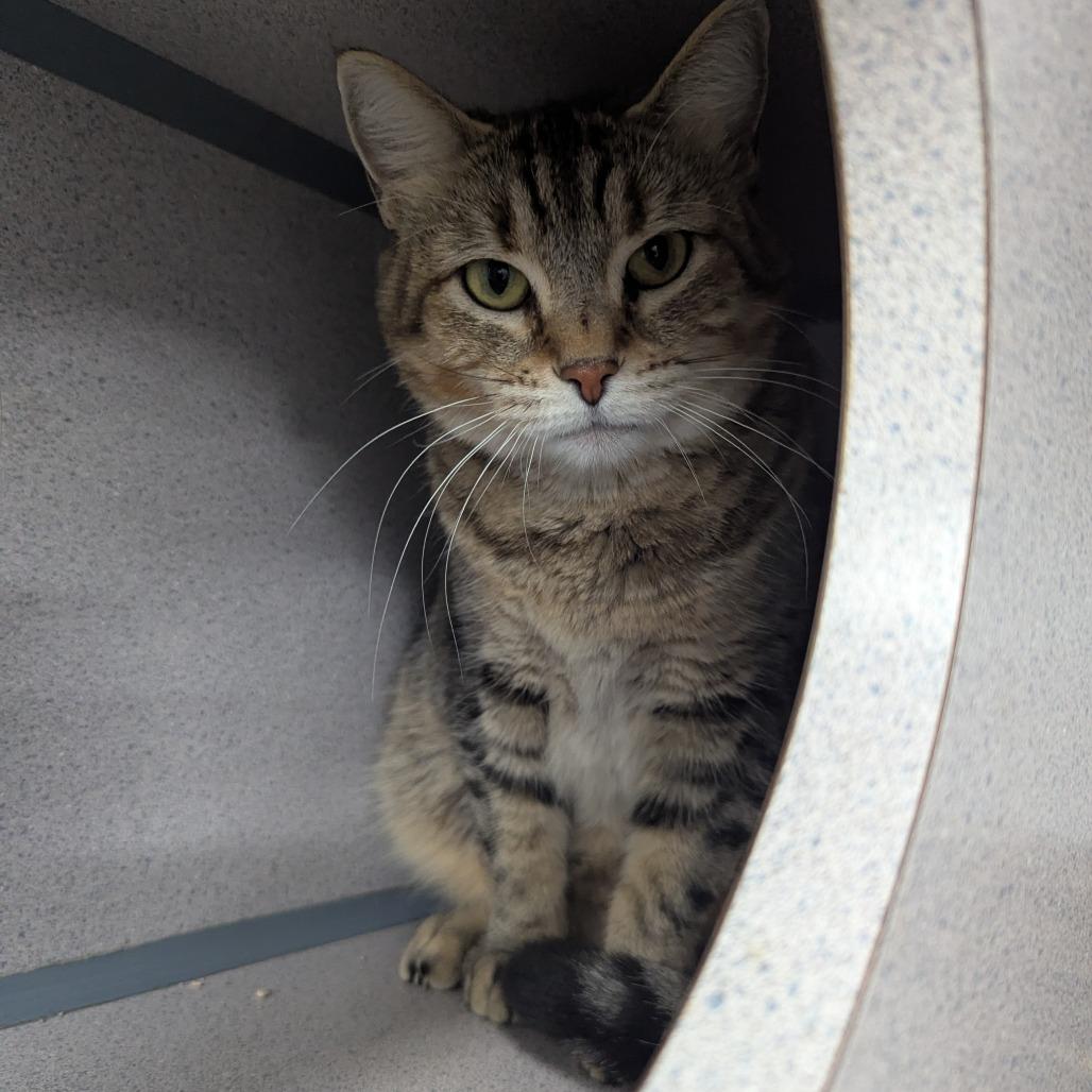 Enlarge Sammy, a Adoptable Domestic Short Hair in Evansville, IN image 1/4