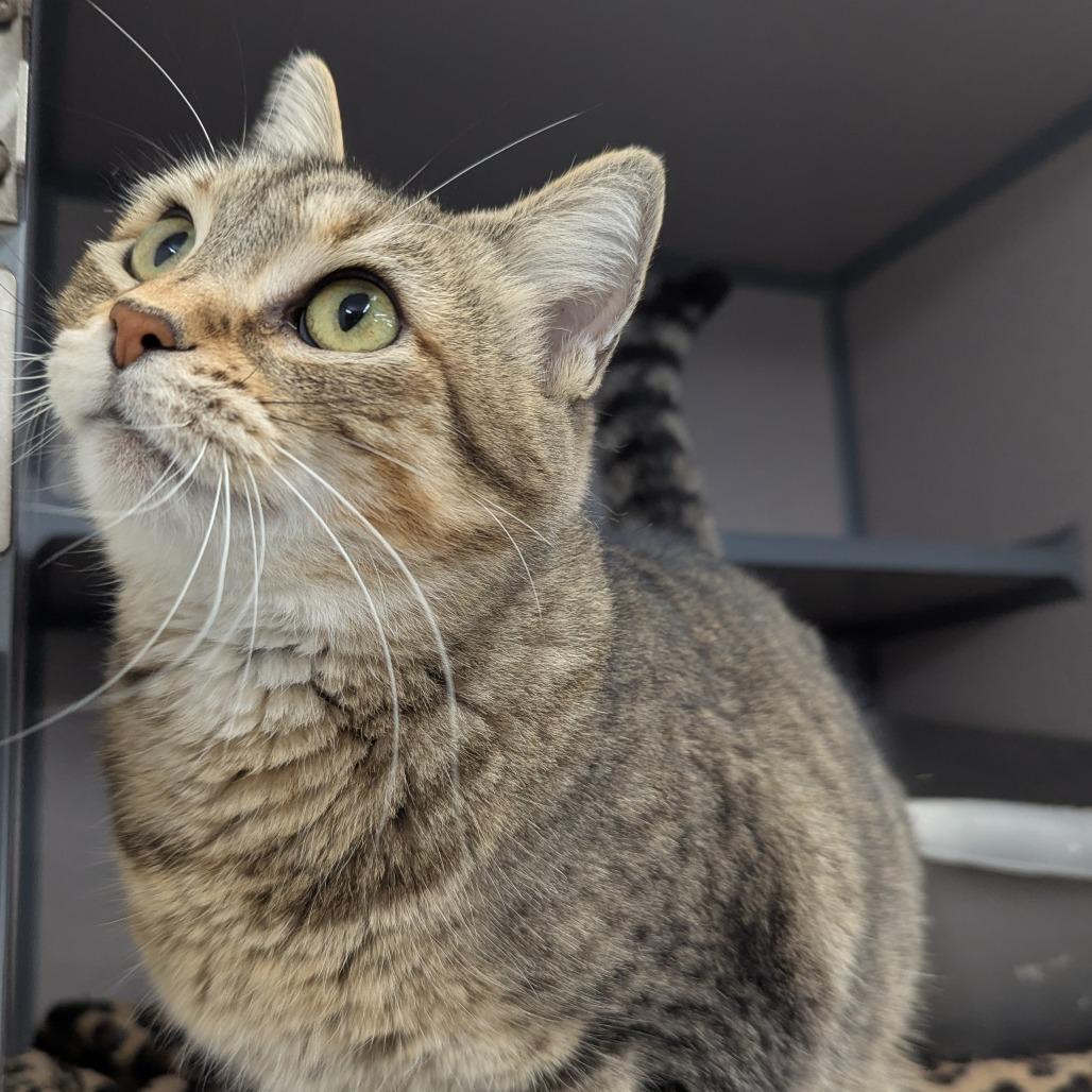 Enlarge Sammy, a Adoptable Domestic Short Hair in Evansville, IN image 2/4