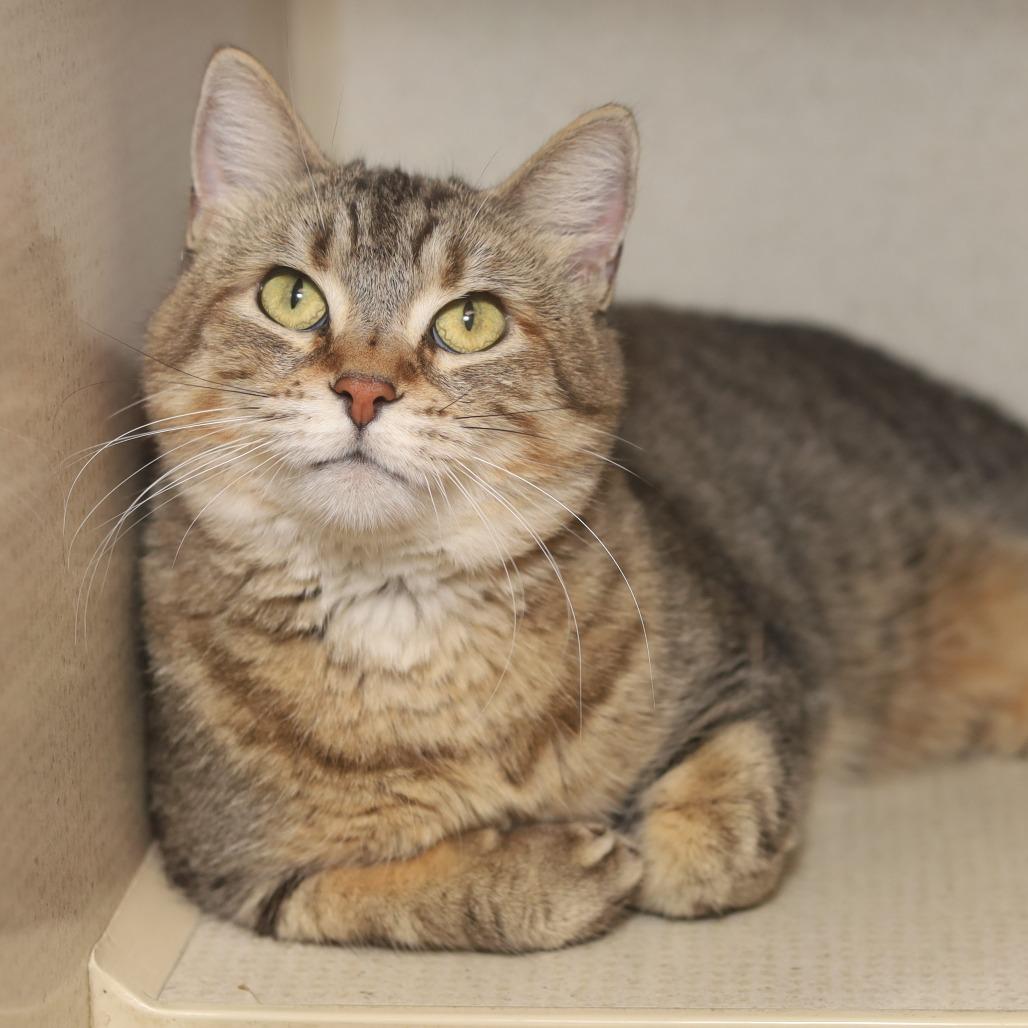 Enlarge Sammy, a Adoptable Domestic Short Hair in Evansville, IN image 3/4