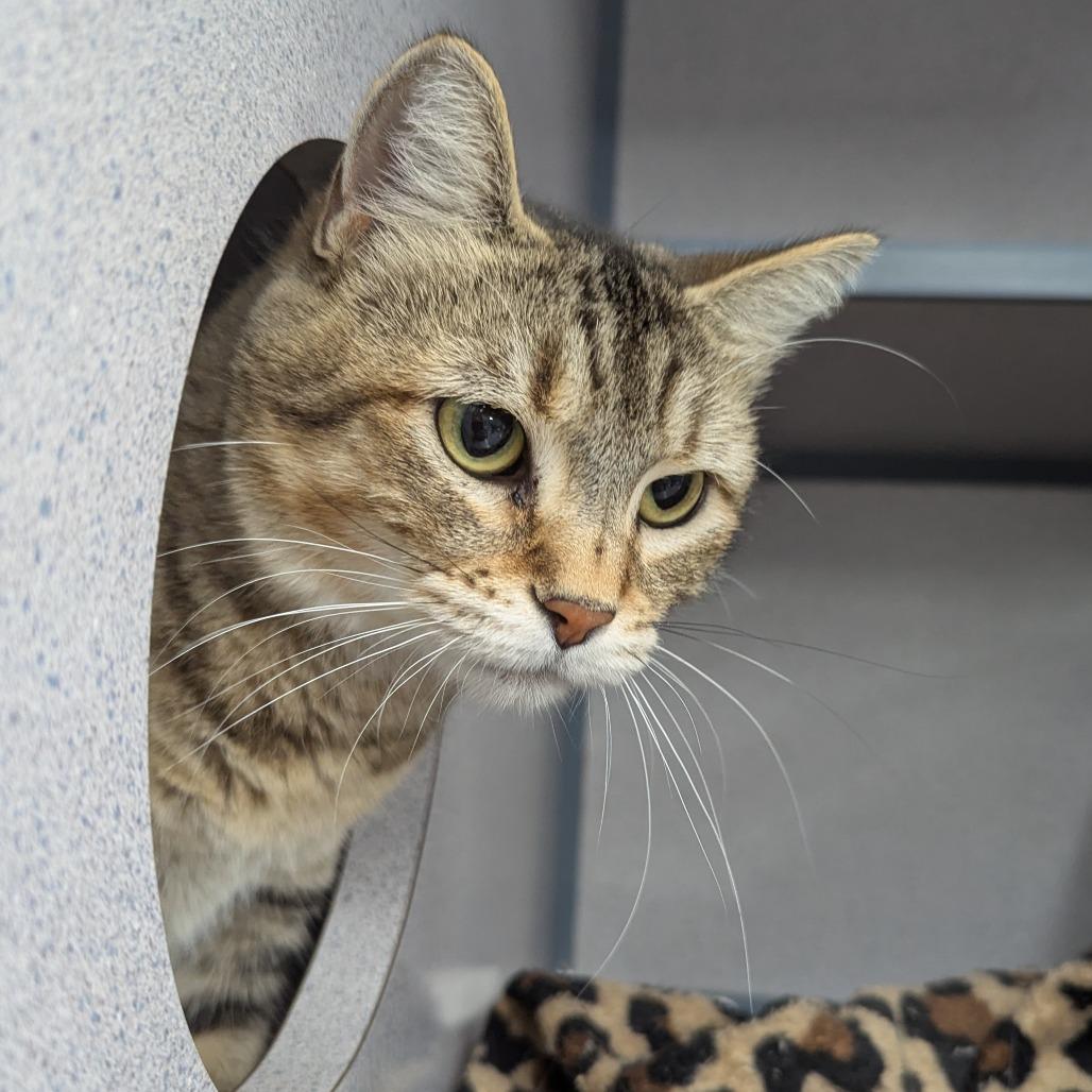 Enlarge Sammy, a Adoptable Domestic Short Hair in Evansville, IN image 4/4
