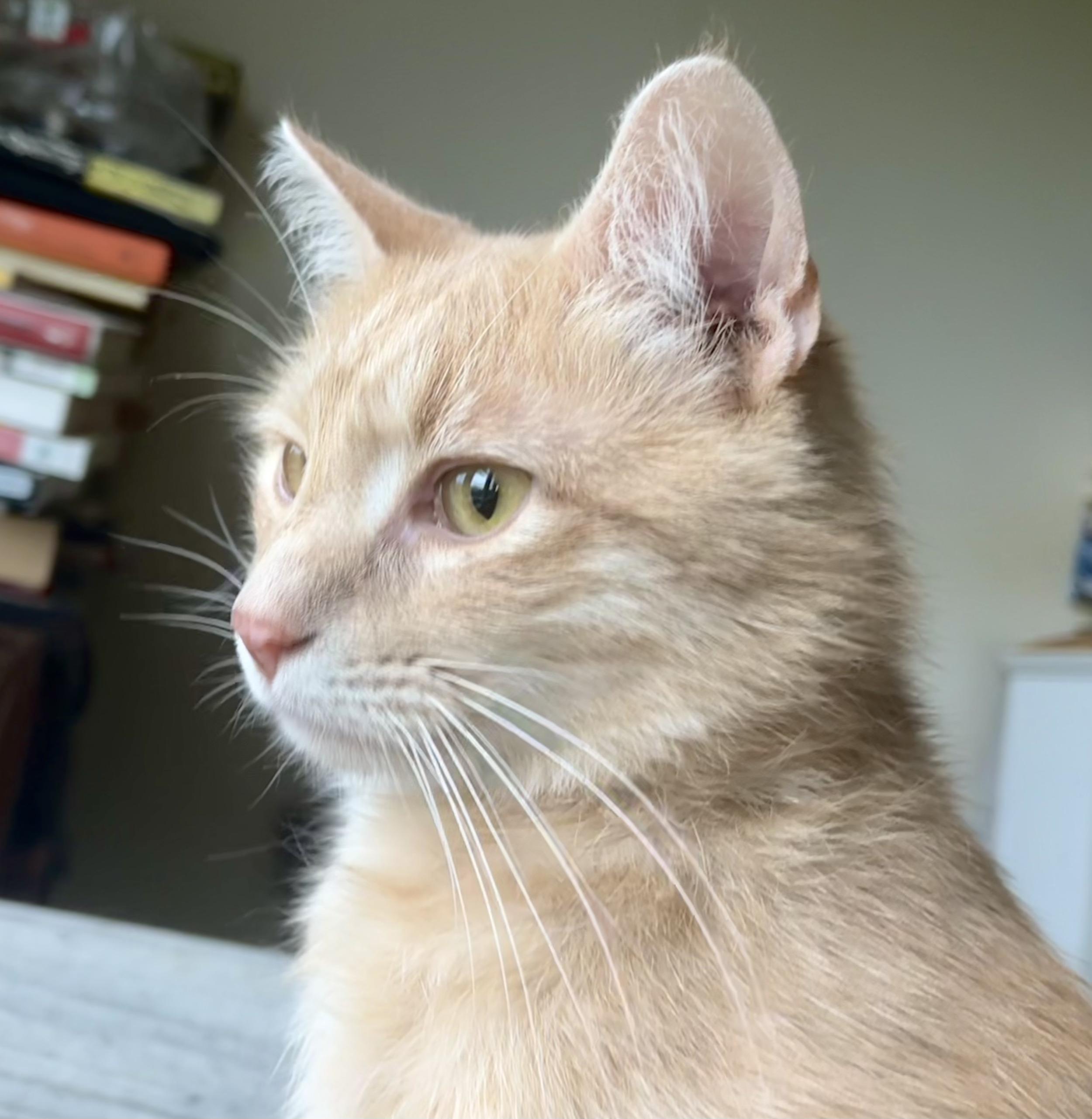 Enlarge Big Blond - his person’s going to have to LOVE love!, a Adoptable Domestic Short Hair in Hanover, NH image 4/4