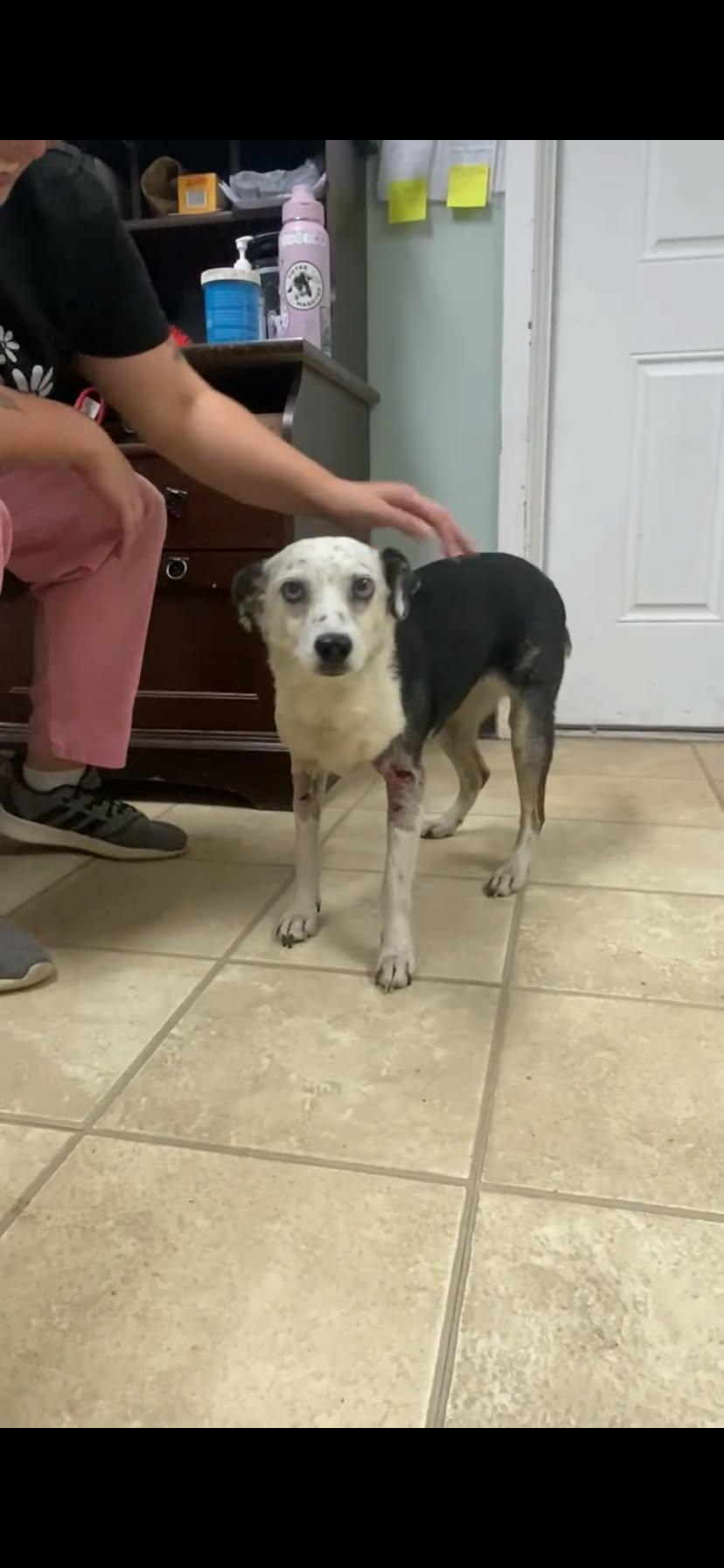 Star, Adoptable, Senior Female Australian Cattle Dog / Blue Heeler.