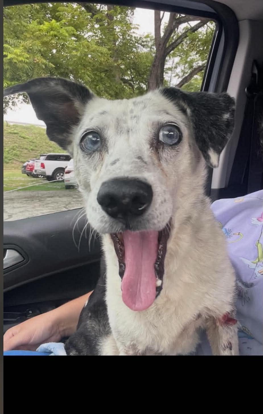 Enlarge Star, a Adoptable Australian Cattle Dog / Blue Heeler in Frenchburg, KY image 2/3