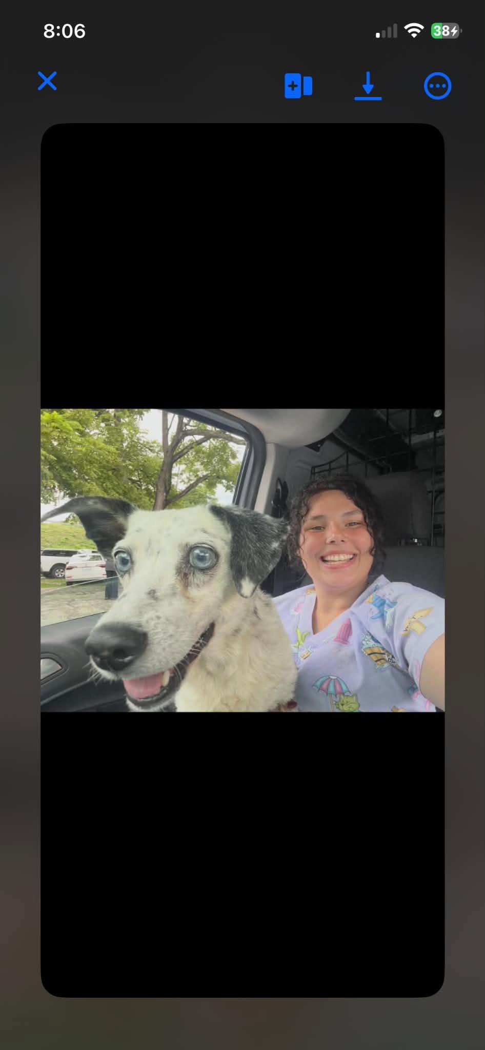 Enlarge Star, a Adoptable Australian Cattle Dog / Blue Heeler in Frenchburg, KY image 3/3