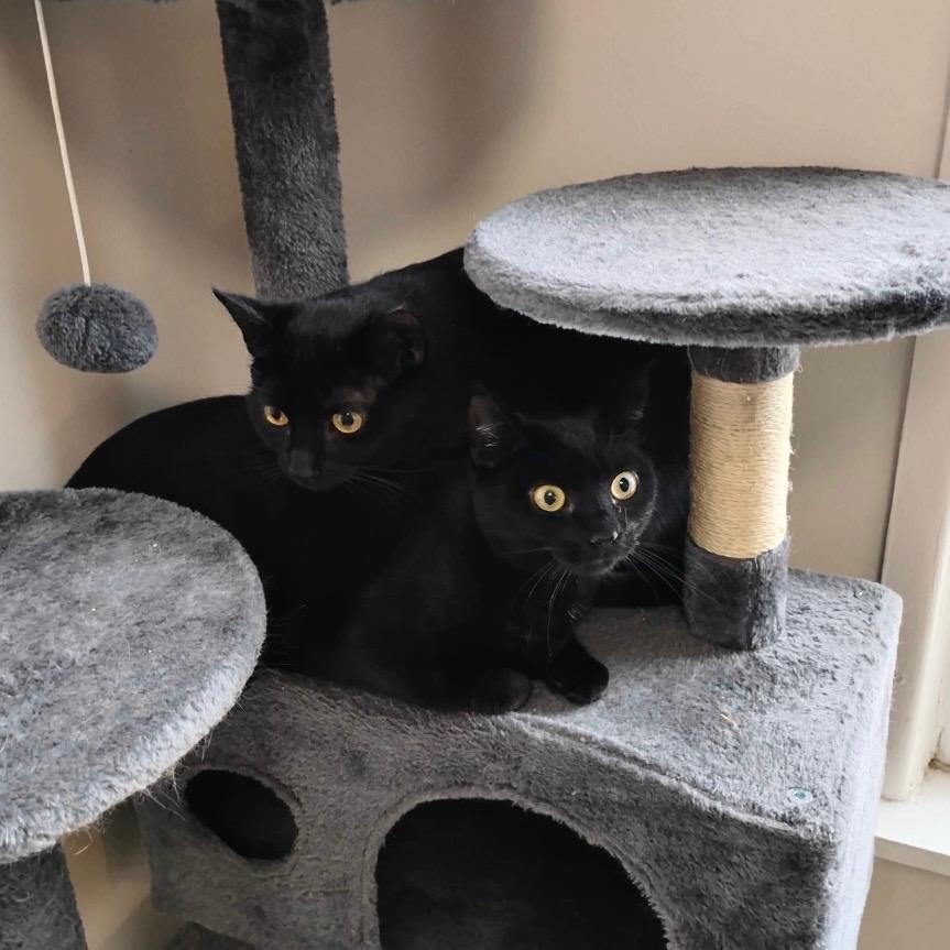 Enlarge Lucy , a ADOPTABLE Domestic Short Hair in Bayonne, NJ image 2/2