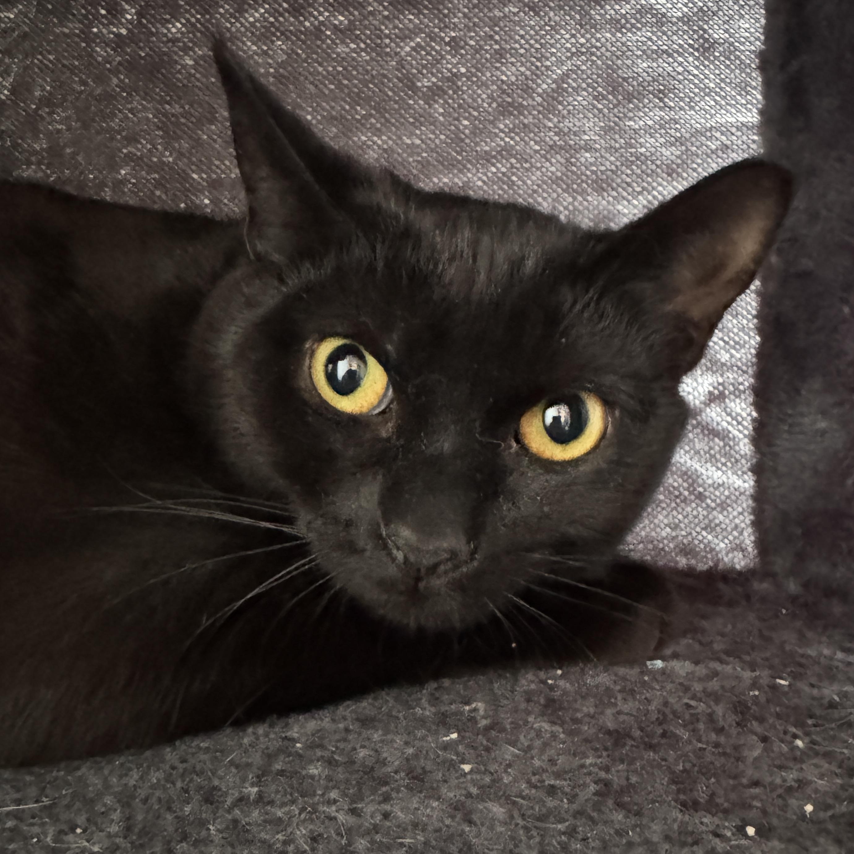 Enlarge Lucy , a ADOPTABLE Domestic Short Hair in Bayonne, NJ image 1/2