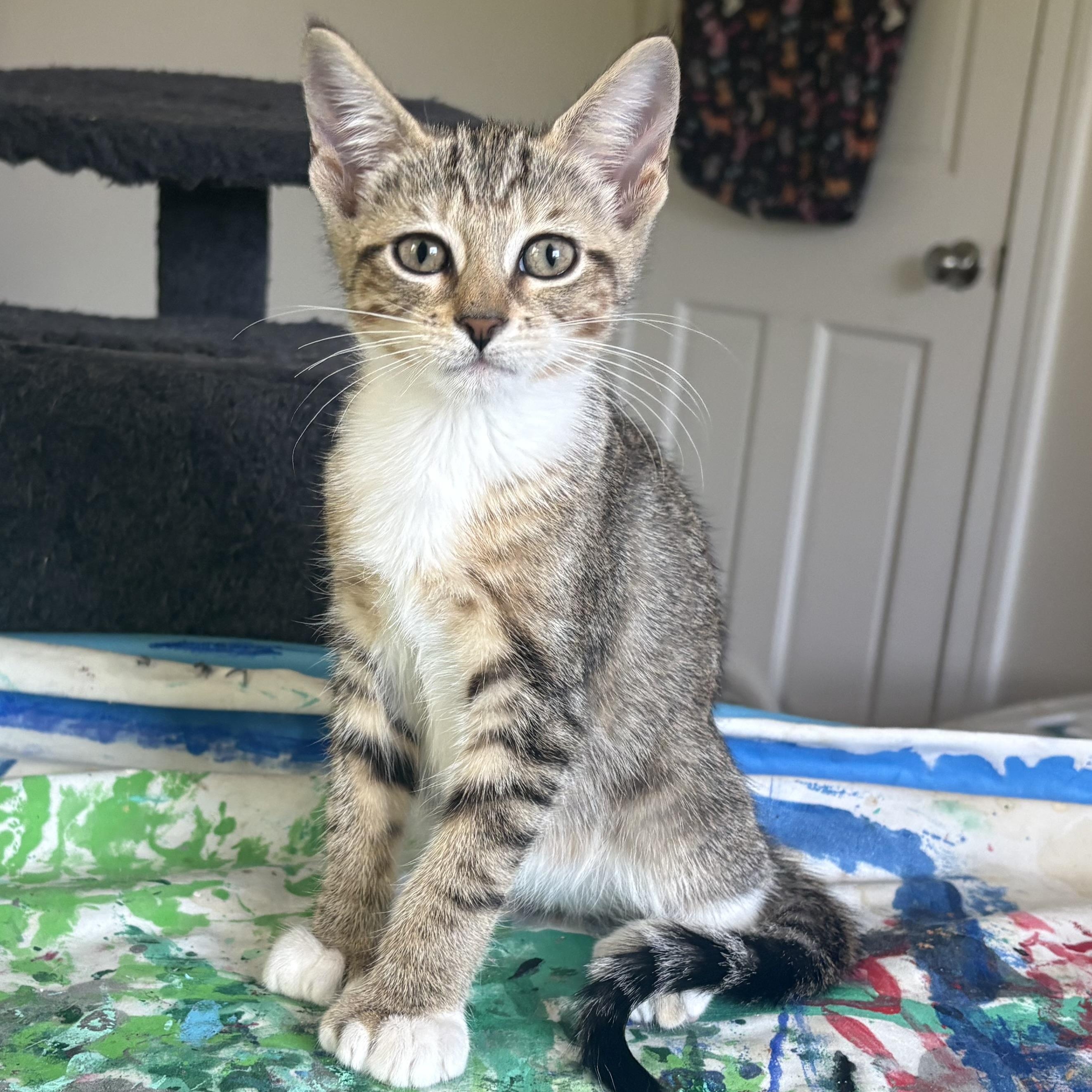 Enlarge Rue, a Adopted Domestic Short Hair in Warwick, RI image 3/3