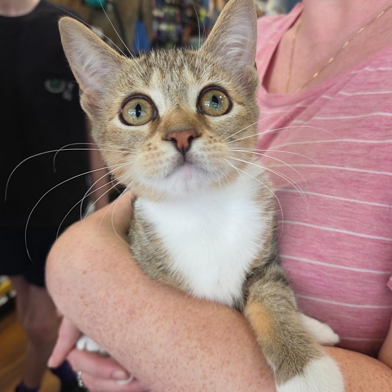 Rue, Adopted, Kitten Female Domestic Short Hair.