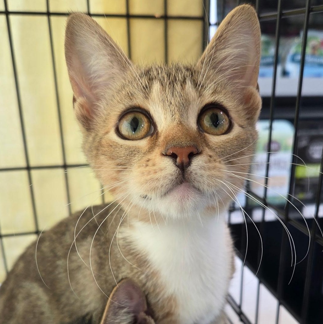 Enlarge Rue, a Adopted Domestic Short Hair in Warwick, RI image 2/3