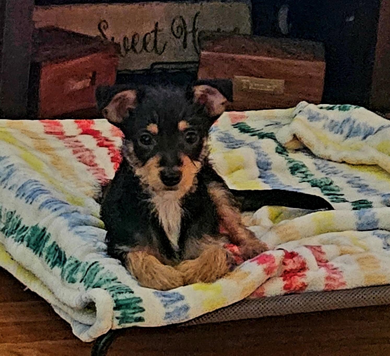 Scrappy Doo nka Obi, a Adopted mixed breed in Somerville, TX image 2/4