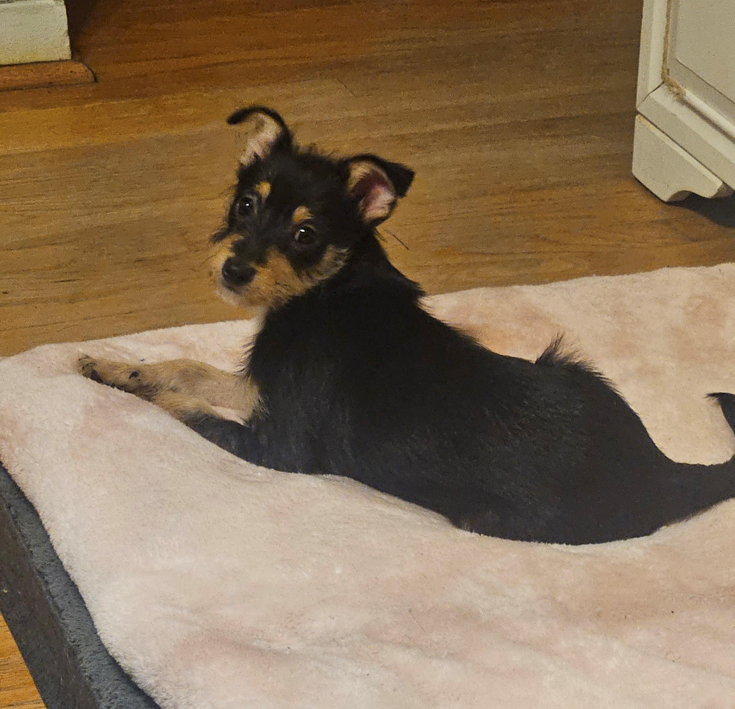 Scrappy Doo nka Obi, a Adopted mixed breed in Somerville, TX image 4/4