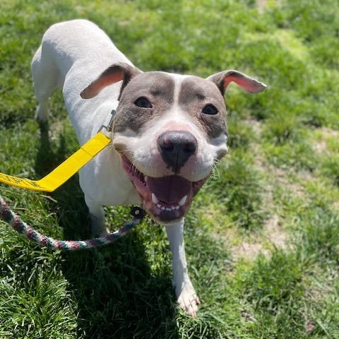 Penny, Adoptable, Young Female Pit Bull Terrier & Mixed Breed.
