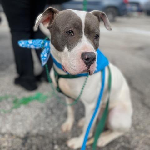 Enlarge Penny, a Adoptable mixed breed in O'Fallon, MO image 2/6