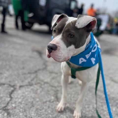Enlarge Penny, a Adoptable mixed breed in O'Fallon, MO image 4/6