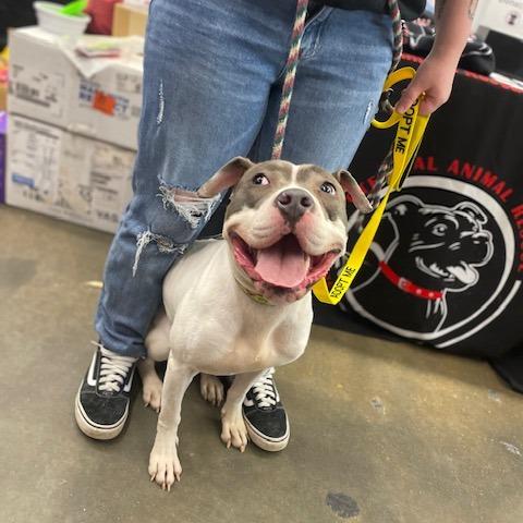 Enlarge Penny, a Adoptable mixed breed in O'Fallon, MO image 5/6