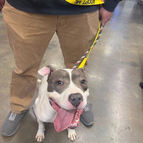 Enlarge Penny, a Adoptable mixed breed in O'Fallon, MO image 6/6