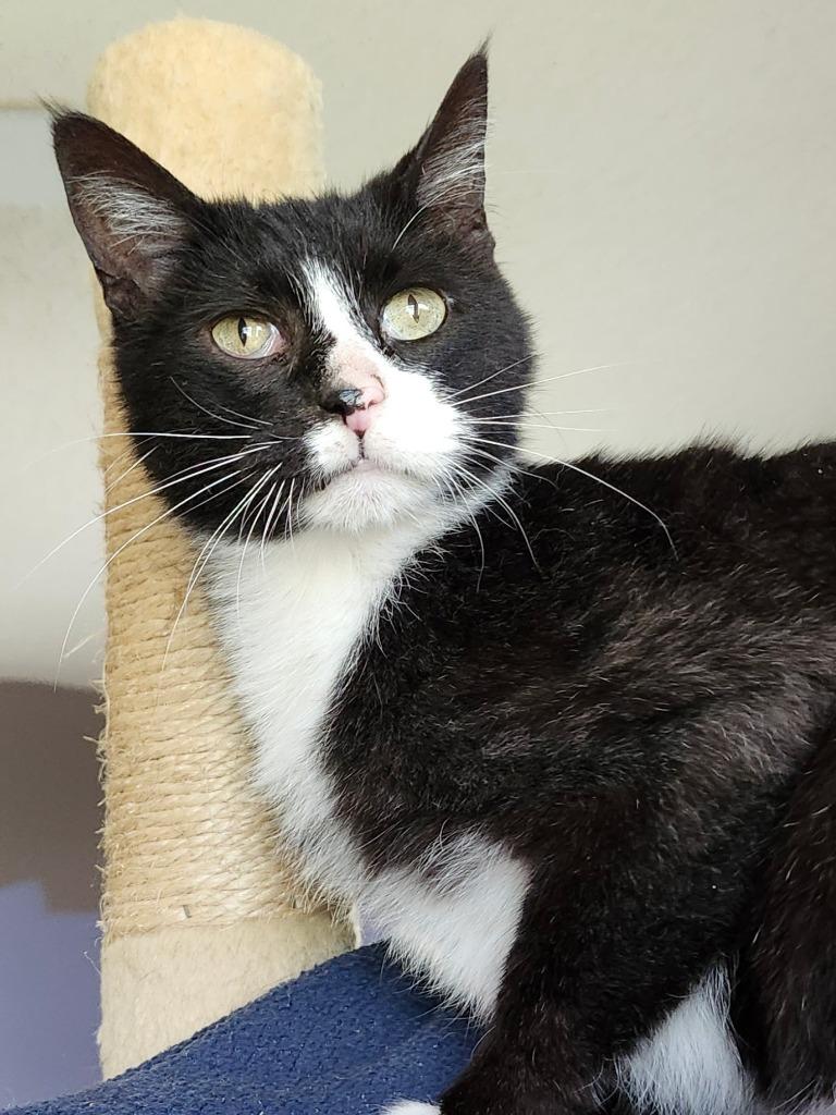 Jackson, Adoptable, Senior Male Domestic Short Hair.