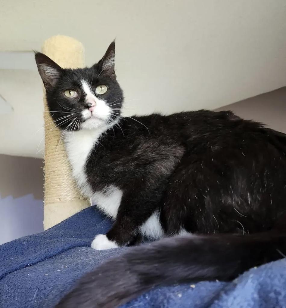 Jackson, a Adoptable Domestic Short Hair in Decorah, IA image 2/2