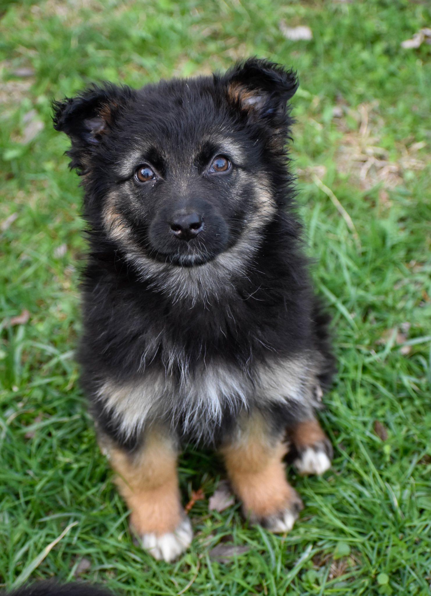 Genevieve, adopted, Puppy Female Shepherd.