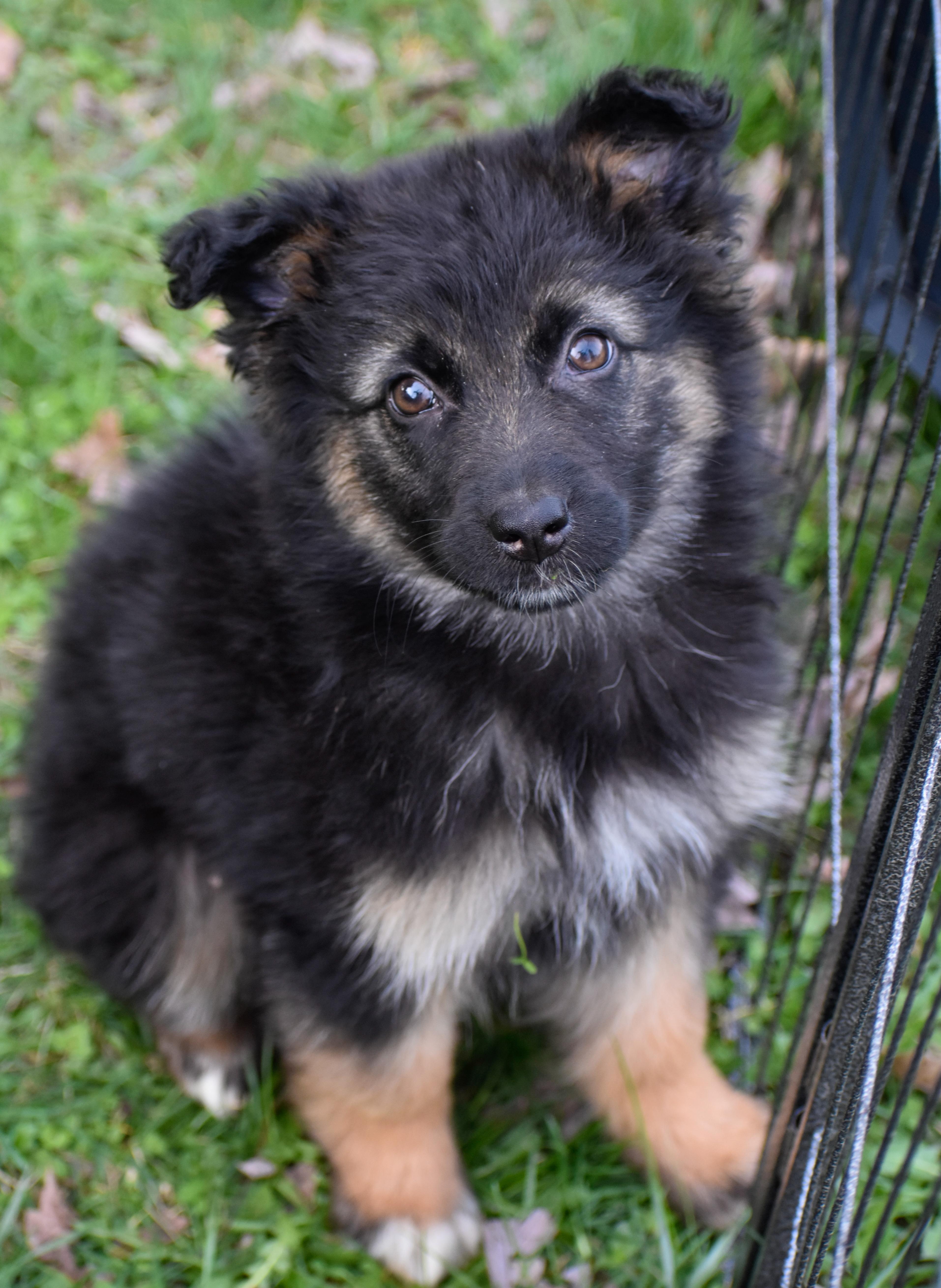 Enlarge Genevieve, an adopted mixed breed in Indianapolis, IN image 6/6