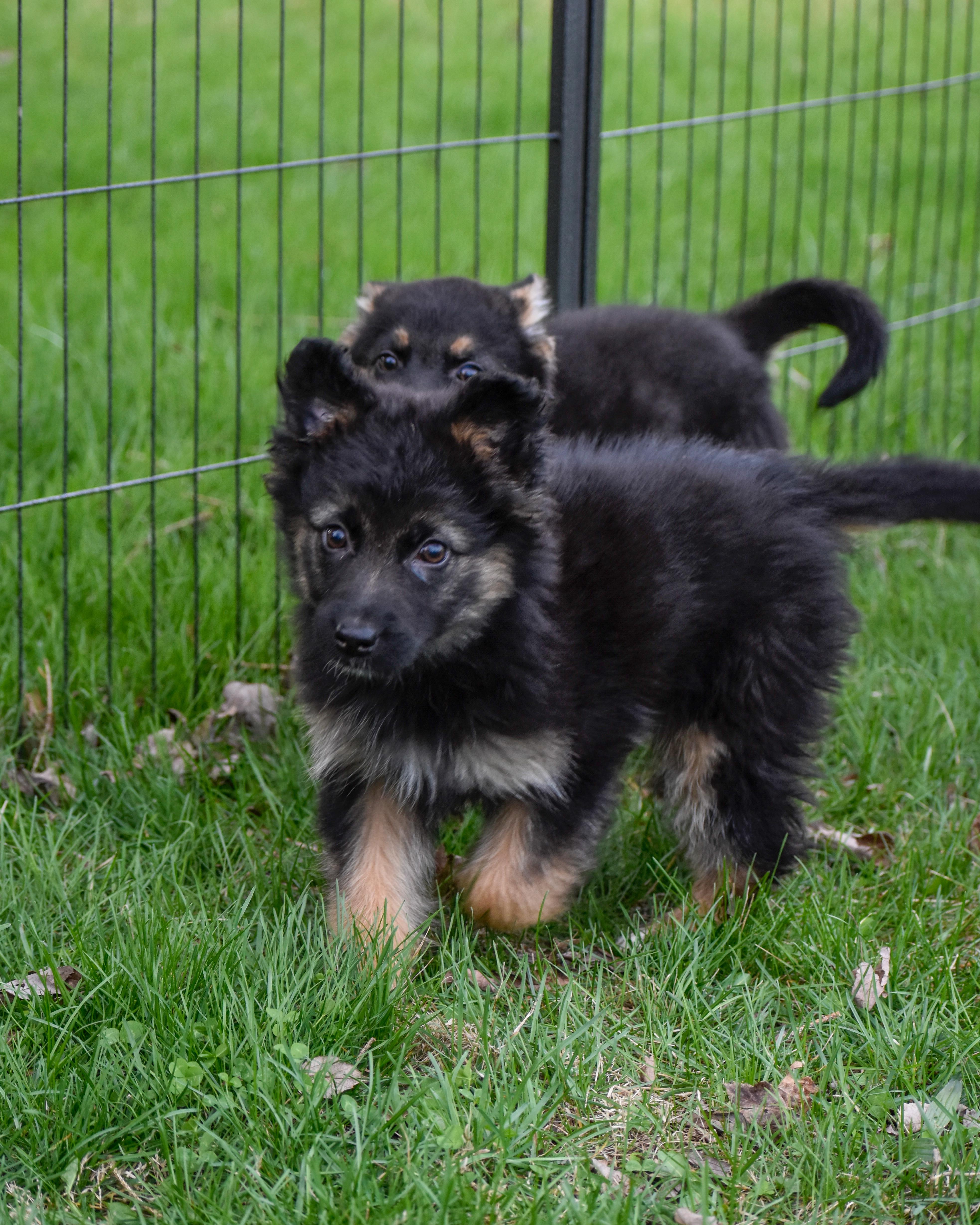 Enlarge Genevieve, an adopted mixed breed in Indianapolis, IN image 2/6