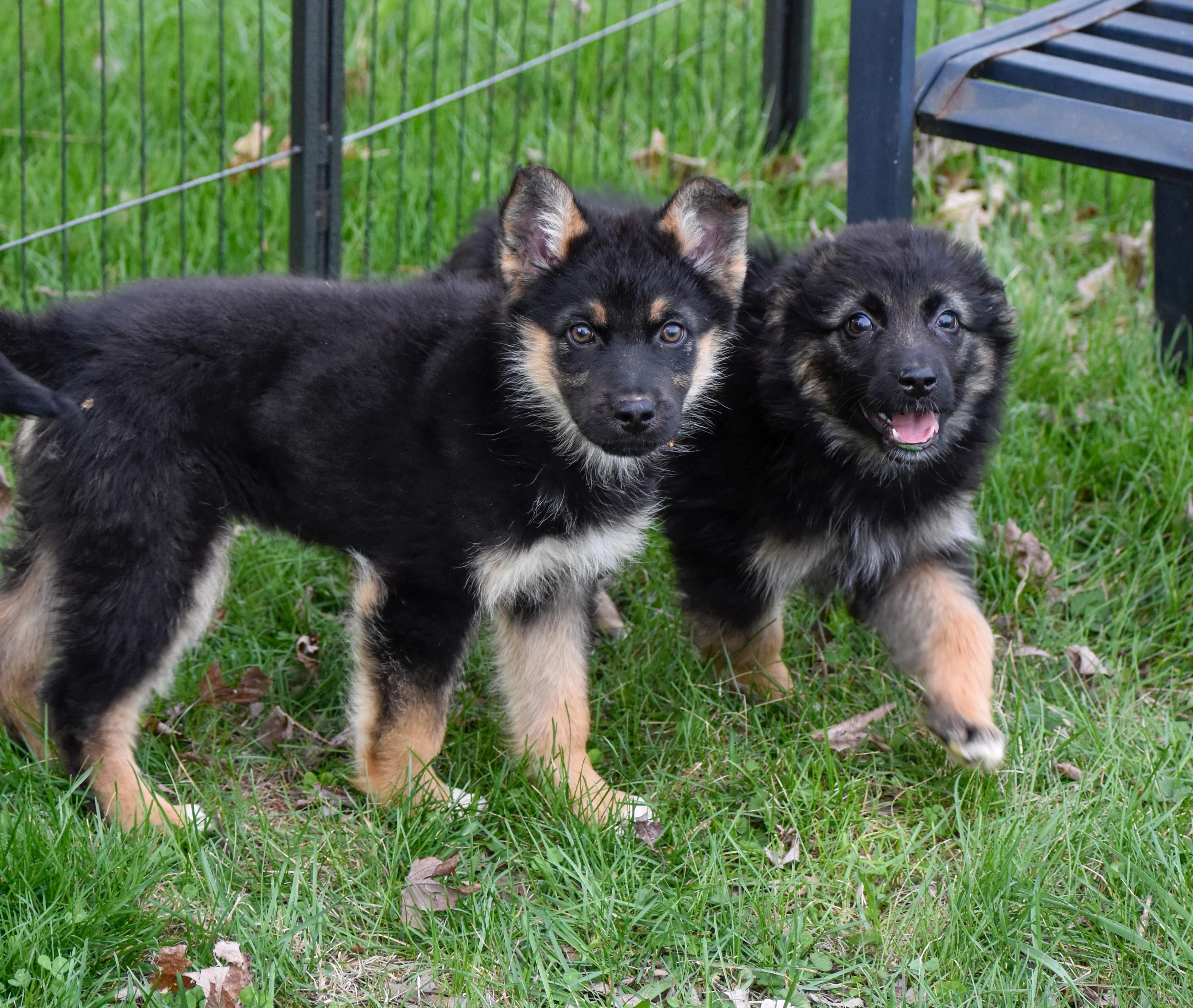 Enlarge Genevieve, an adopted mixed breed in Indianapolis, IN image 4/6