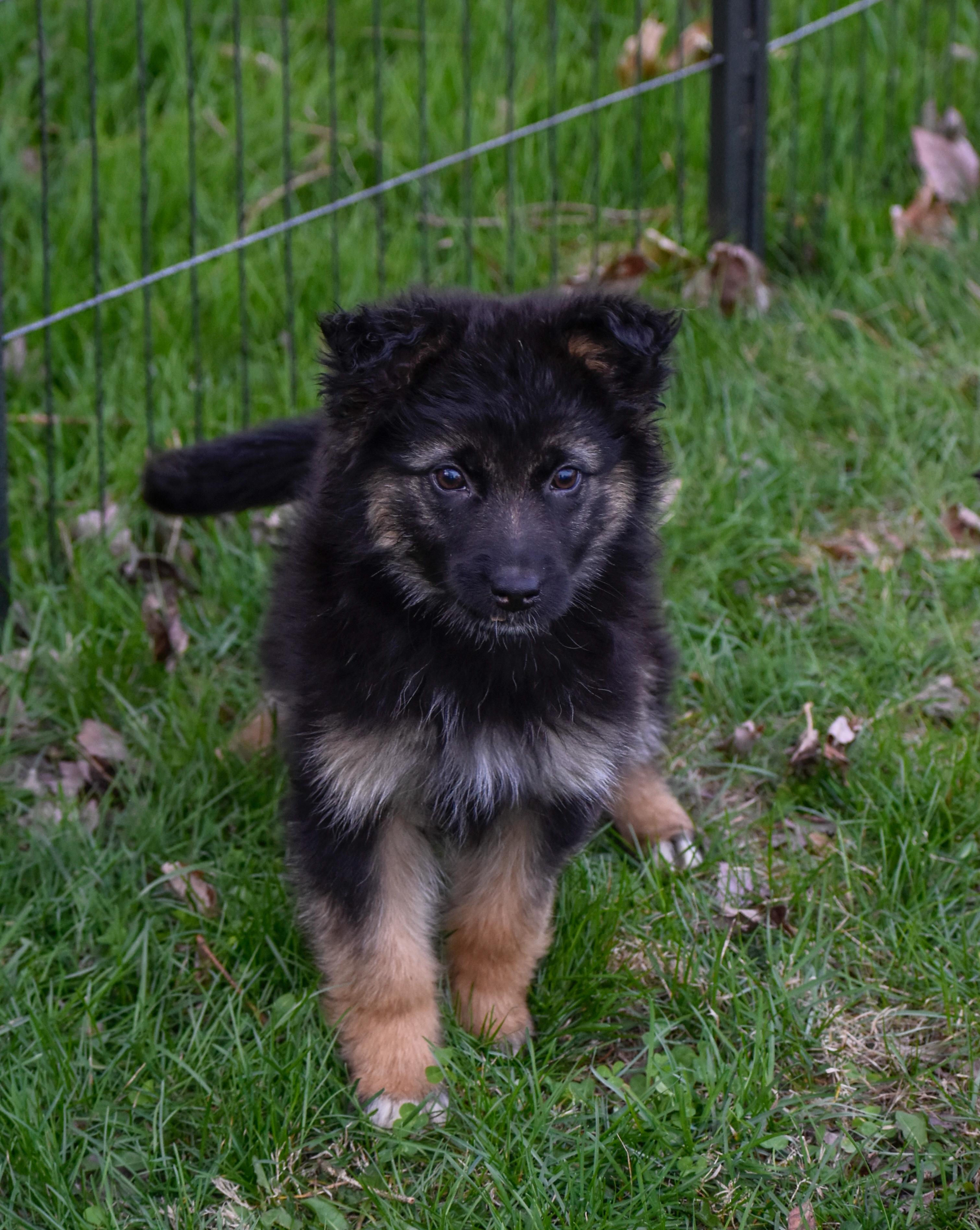 Enlarge Genevieve, an adopted mixed breed in Indianapolis, IN image 5/6
