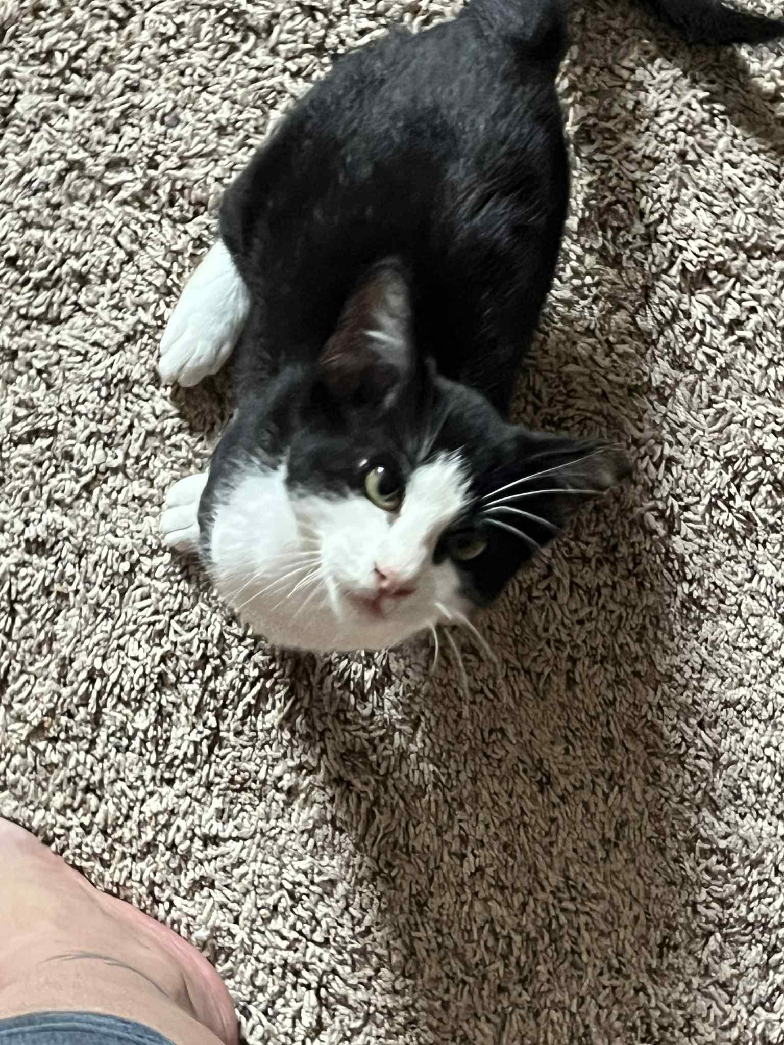 Moo, a Adoptable Domestic Short Hair in Tulsa, OK image 1/6