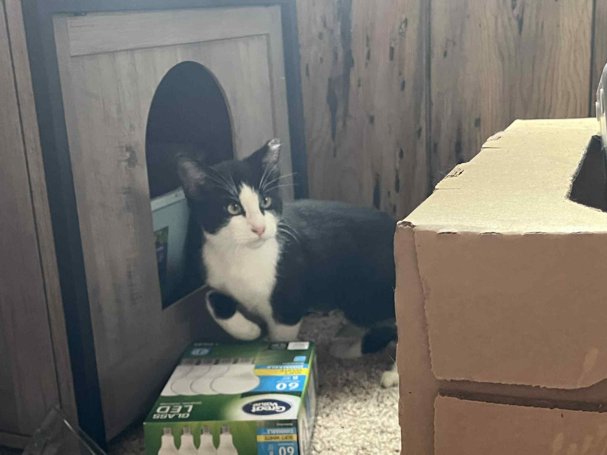 Moo, a Adoptable Domestic Short Hair in Tulsa, OK image 2/6