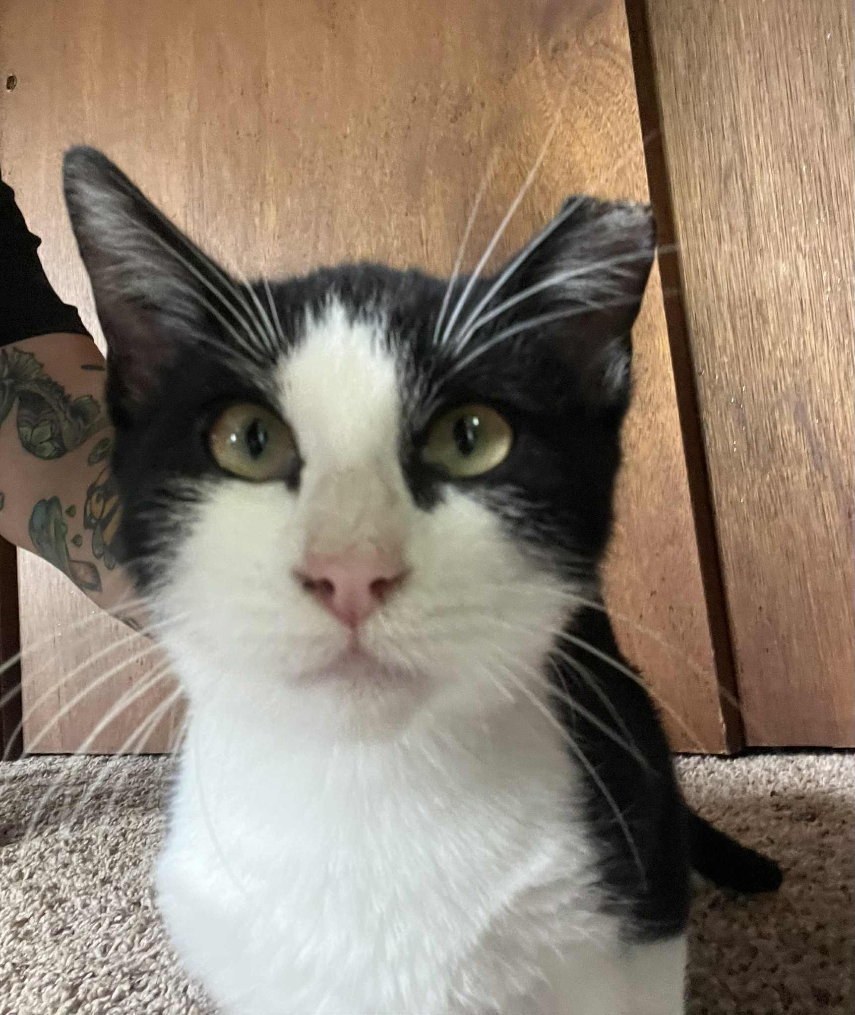 Moo, a Adoptable Domestic Short Hair in Tulsa, OK image 3/6