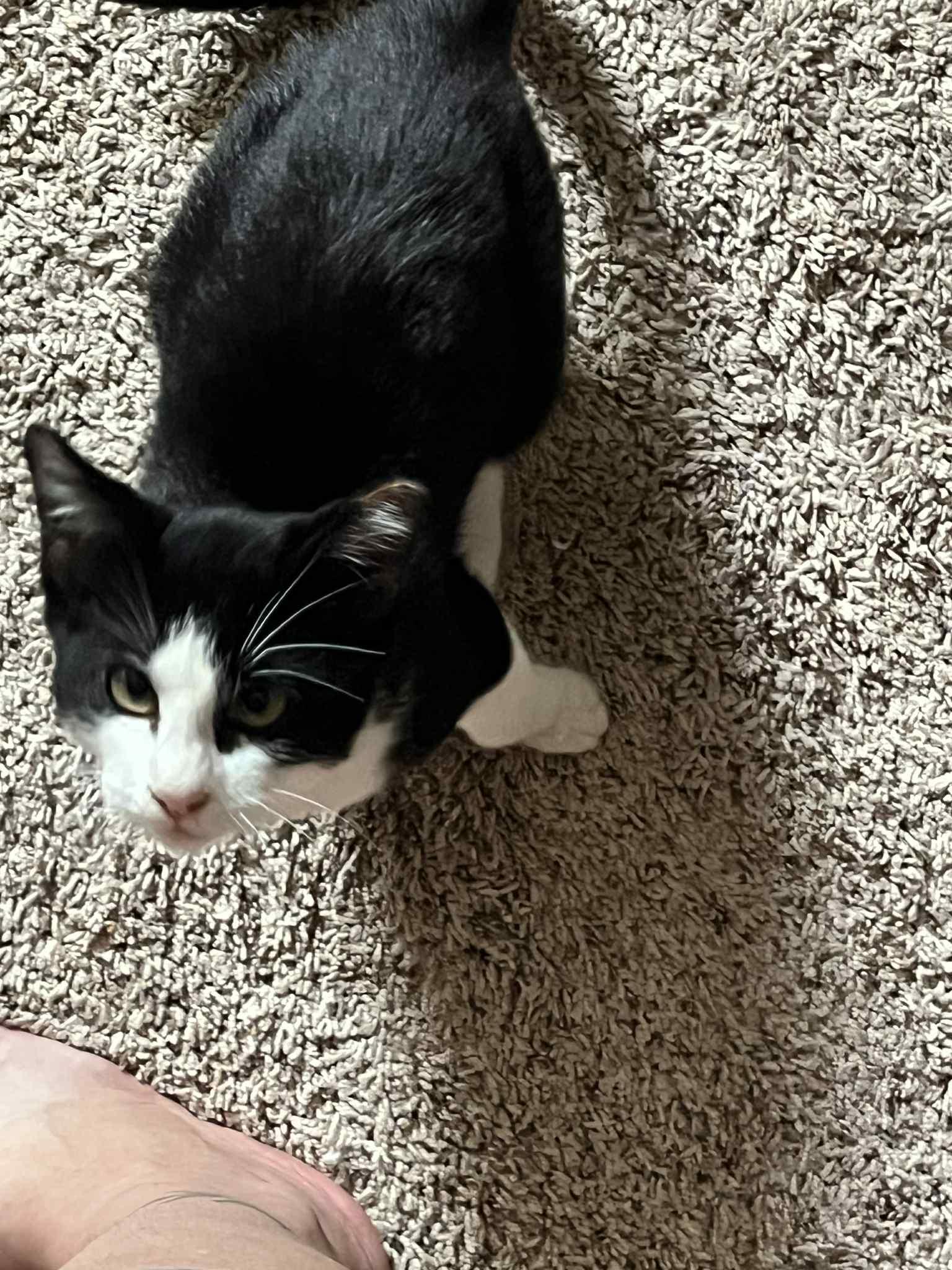 Moo, a Adoptable Domestic Short Hair in Tulsa, OK image 4/6