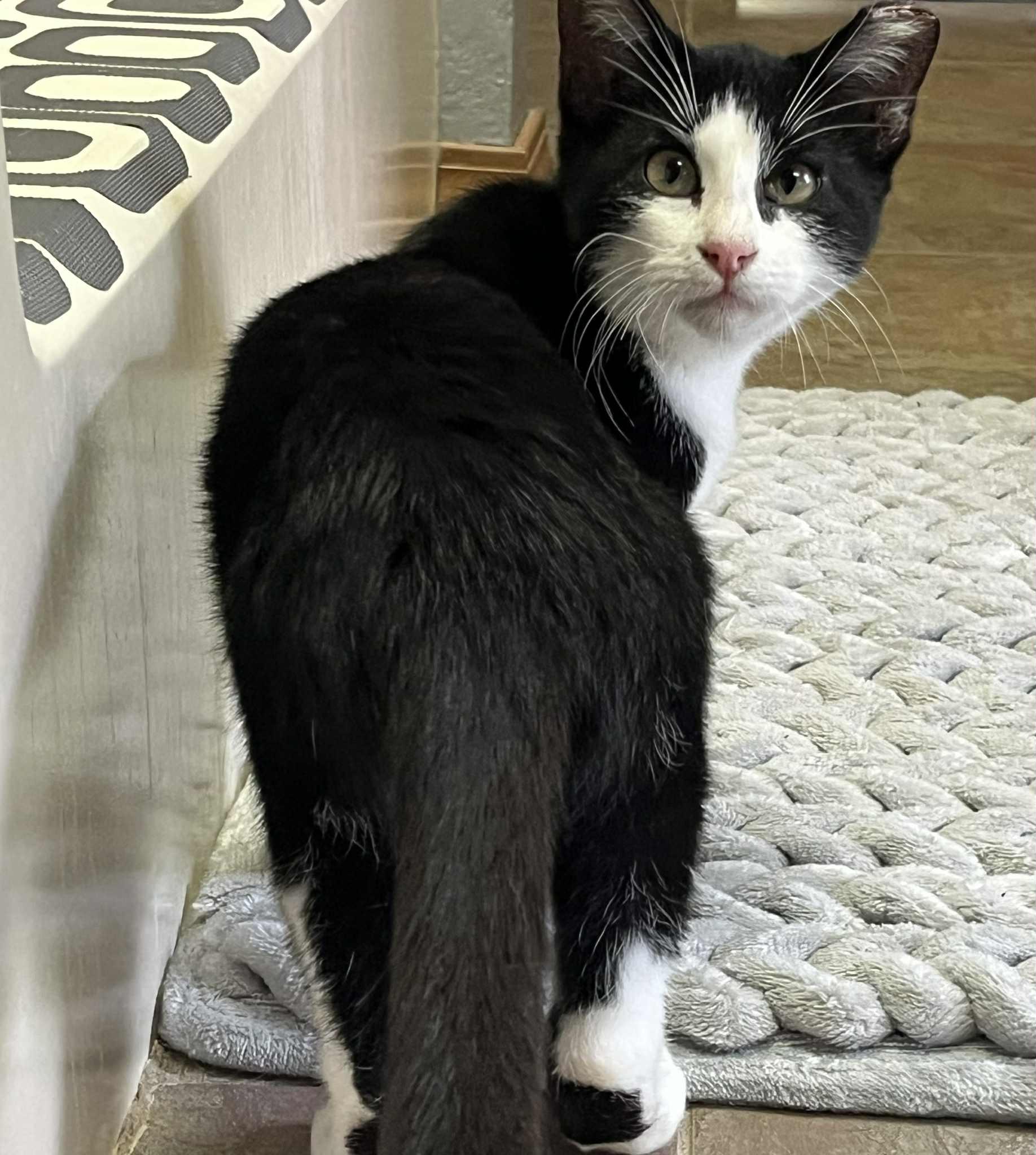 Moo, a Adoptable Domestic Short Hair in Tulsa, OK image 5/6