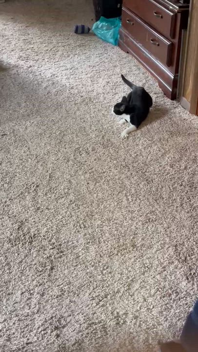 Enlarge Moo, a Adoptable Domestic Short Hair in Tulsa, OK video 6/6