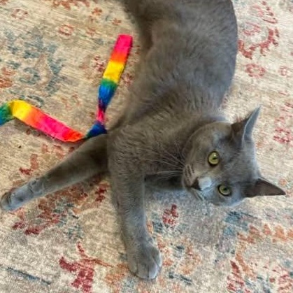 Tuck, an adopted Domestic Short Hair in Fulton, NY image 2/5
