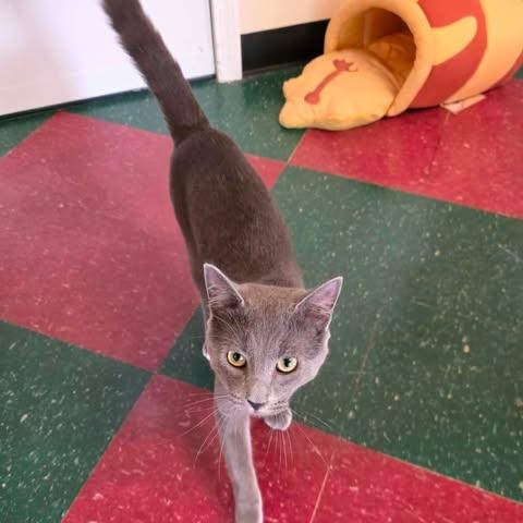 Tuck, an adopted Domestic Short Hair in Fulton, NY image 5/5