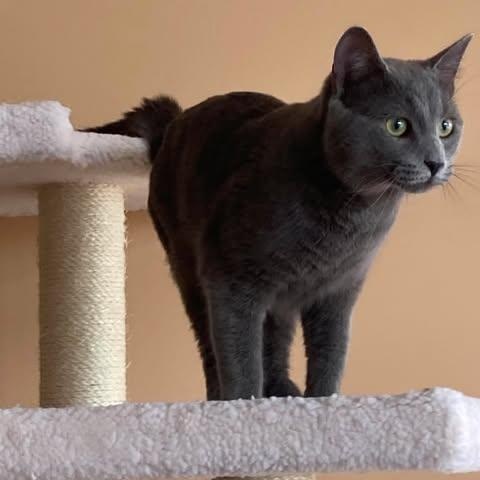 Tuck, an adopted Domestic Short Hair in Fulton, NY image 3/5