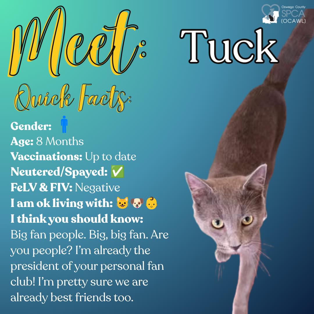 Tuck, an adopted Domestic Short Hair in Fulton, NY image 1/5