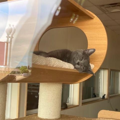 Tuck, an adopted Domestic Short Hair in Fulton, NY image 4/5