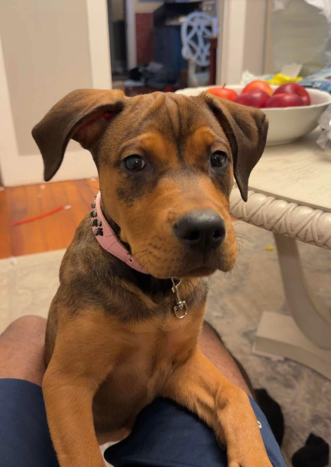 Enlarge Bella, an adoptable mixed breed in Pine Bluff, AR image 2/5