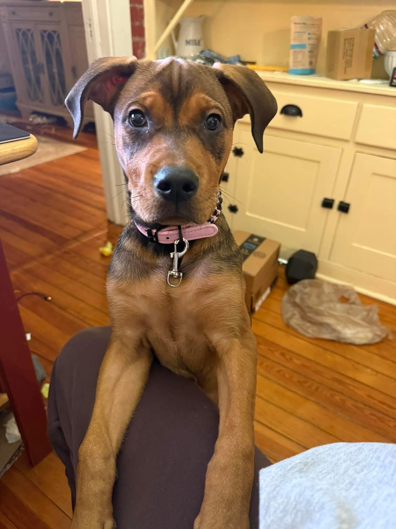 Enlarge Bella, an adoptable mixed breed in Pine Bluff, AR image 3/5
