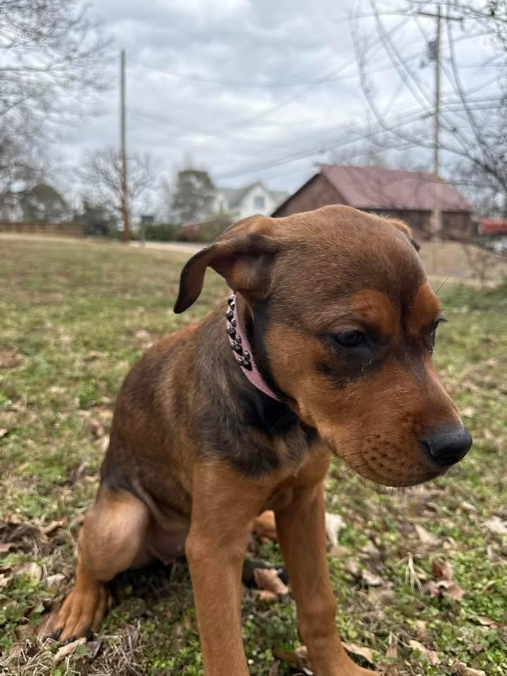 Enlarge Bella, an adoptable mixed breed in Pine Bluff, AR image 4/5