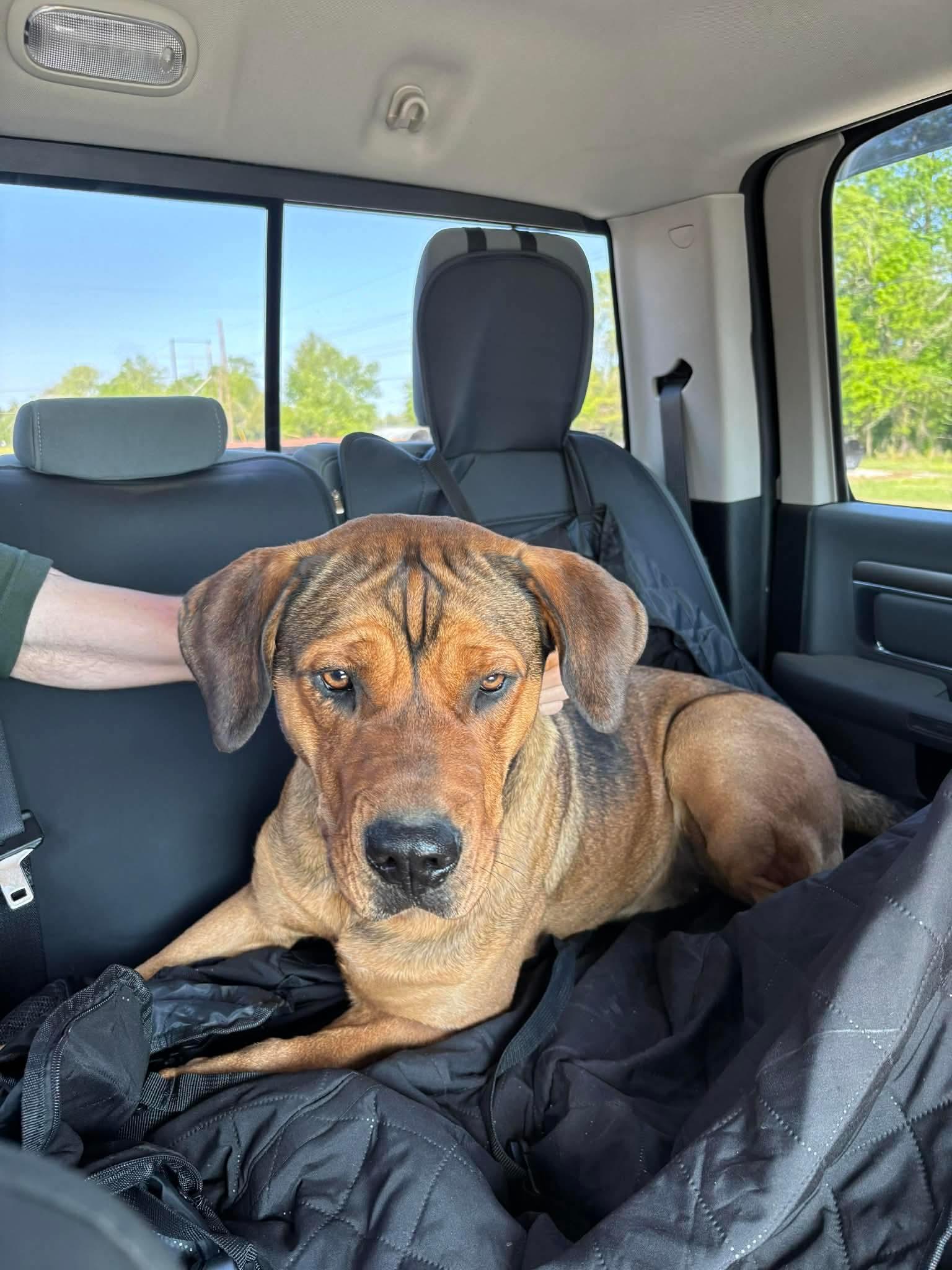 Enlarge Bella, an adoptable mixed breed in Pine Bluff, AR image 1/5