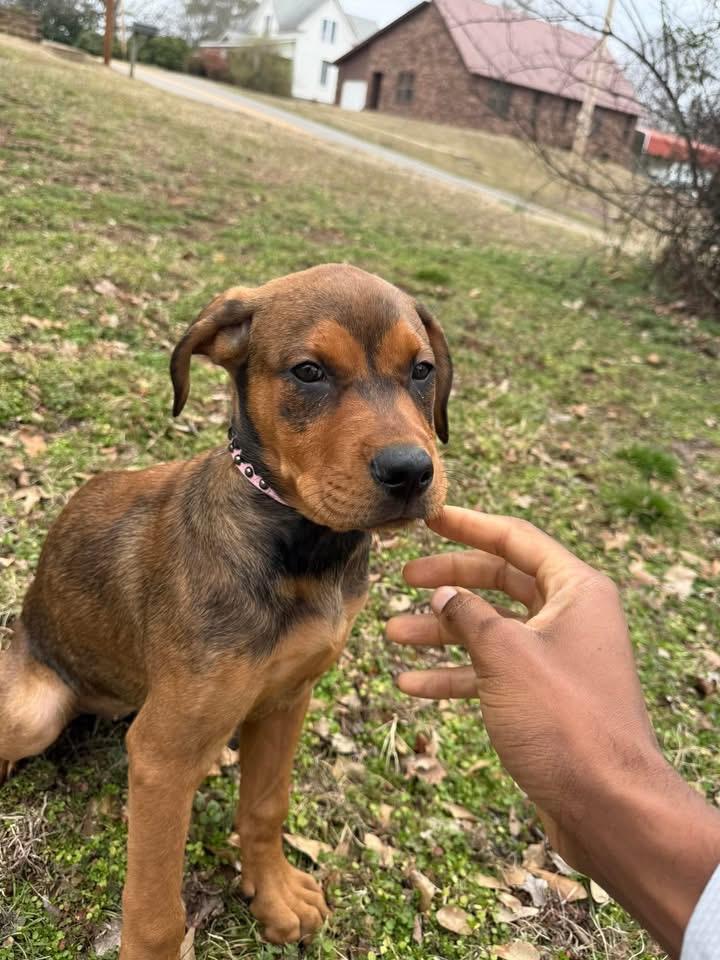 Enlarge Bella, an adoptable mixed breed in Pine Bluff, AR image 5/5