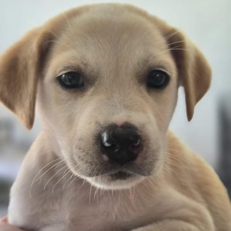 Sandy, Adopted, Puppy Male Golden Retriever & Mixed Breed.