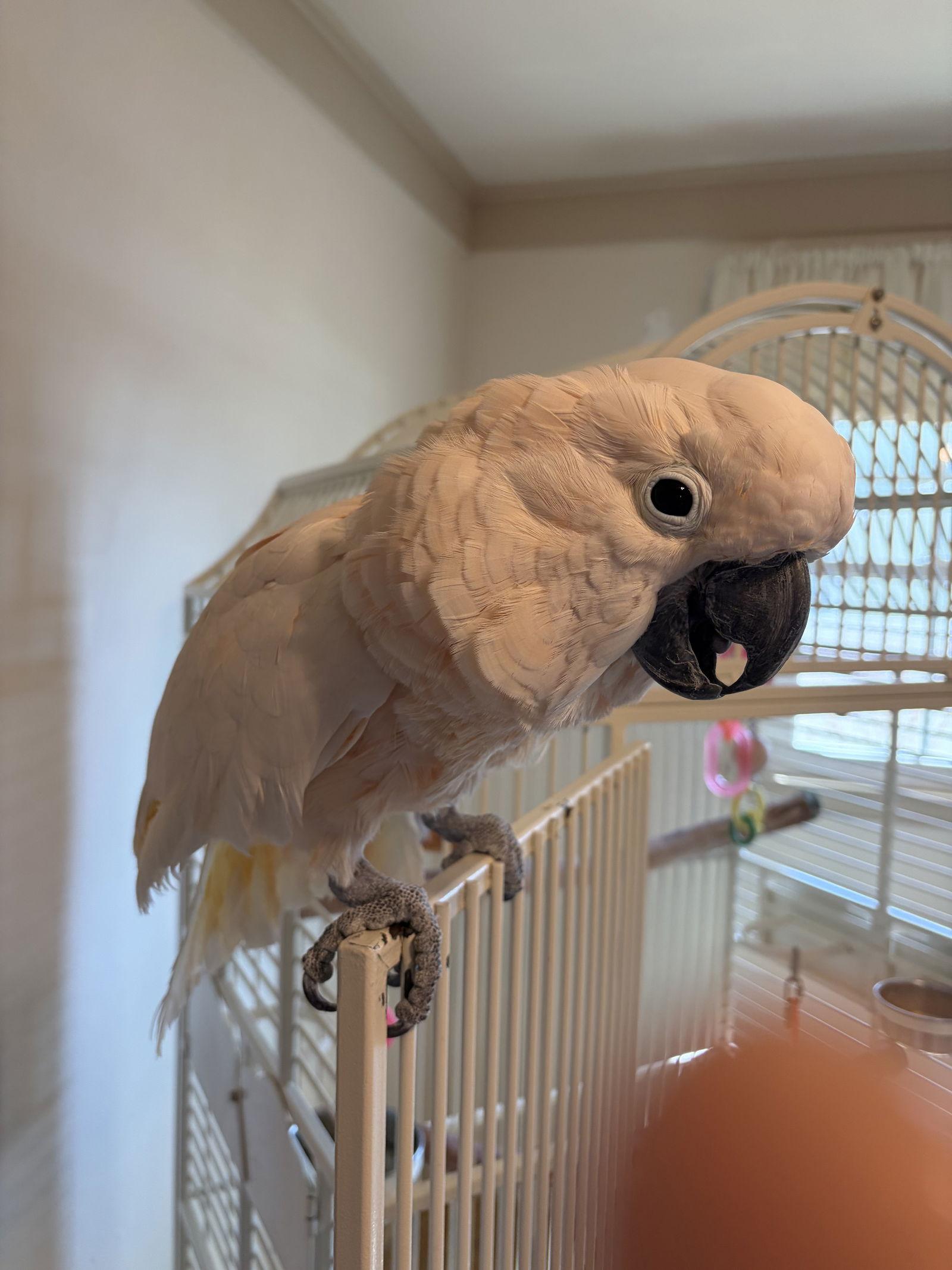 Oliver, Adoptable, Adult Male Cockatoo.
