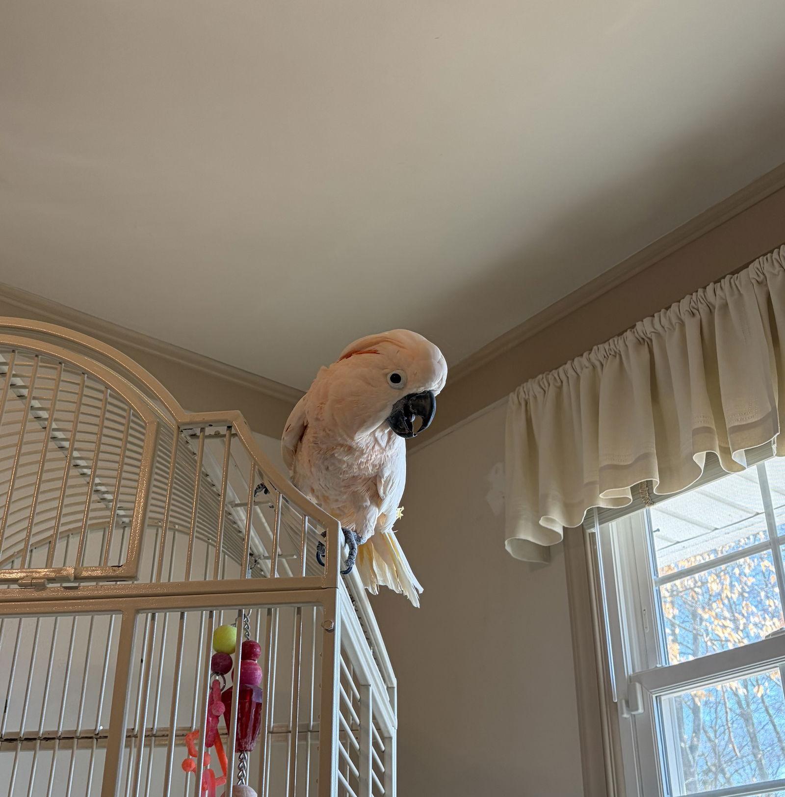Enlarge Oliver, a Adoptable Cockatoo in Belford, NJ image 2/2