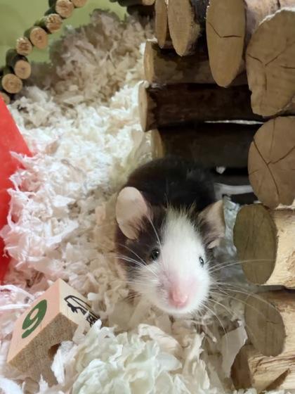 Speedy Whiskers, Adoptable, Young Male Mouse.